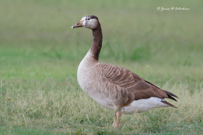 Graylag Goose (domestic) x Canada Goose Hybrid
