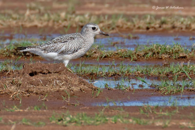 Black-bellied Plover