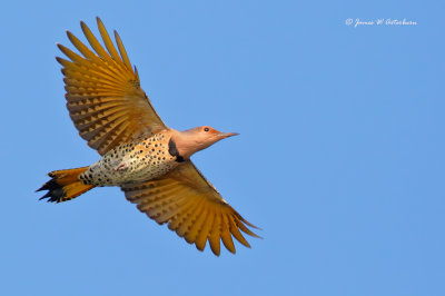 Northern Flicker