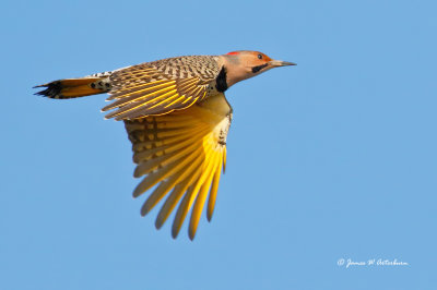 Northern Flicker