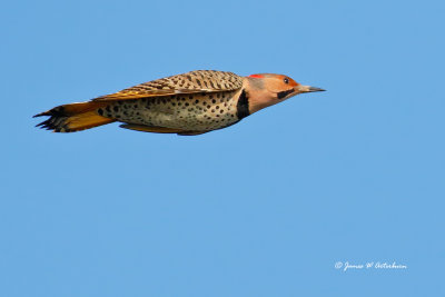 Northern Flicker