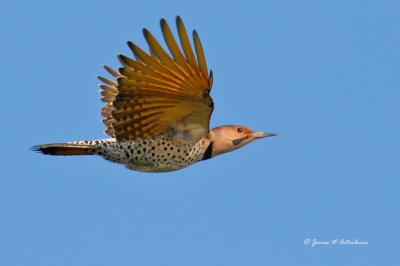 Northern Flicker