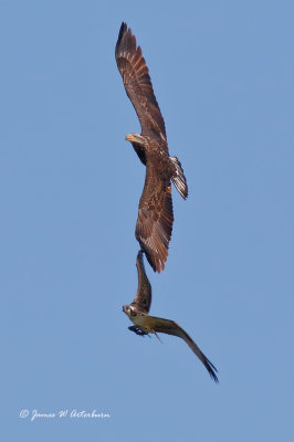 Bald Eagle & Osprey