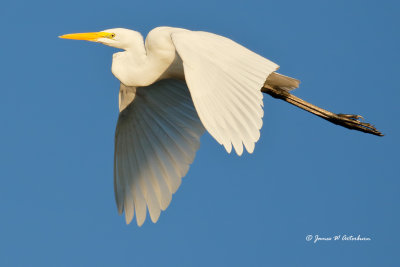 Great Egret
