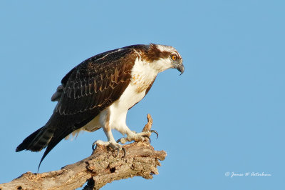 Osprey