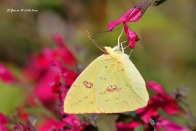 Cloudless Sulphur