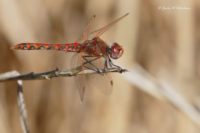 Variegated Meadowhawk