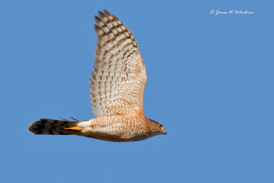 Cooper's Hawk