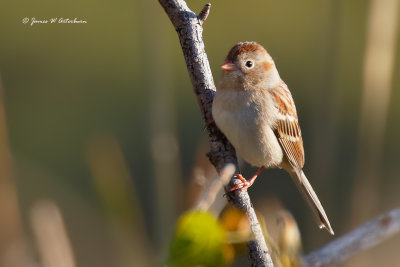 Field Sparrow