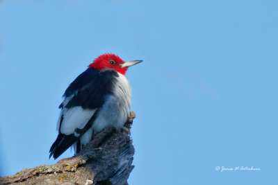 Red-headed Woodpecker