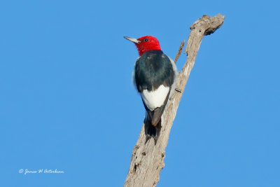 Red-headed Woodpecker