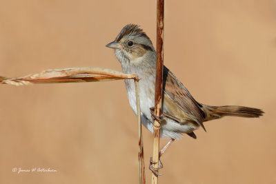 Swamp Sparrow