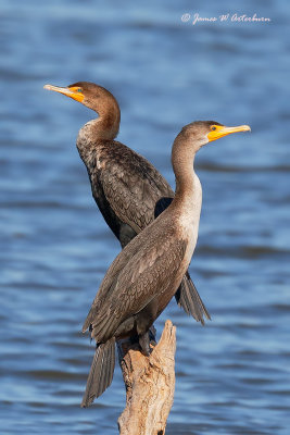 Double-crested Cormorant