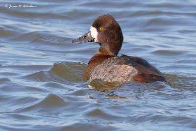 Lesser Scaup