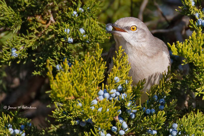 Northern Mockingbird