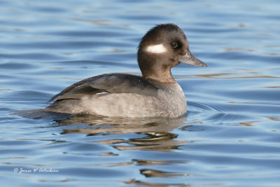 Bufflehead