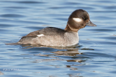 Bufflehead