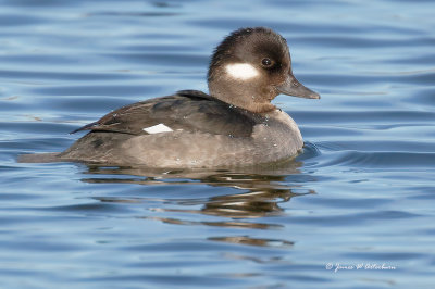 Bufflehead