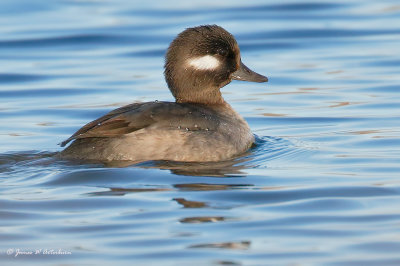 Bufflehead