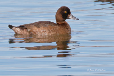 Lesser Scaup