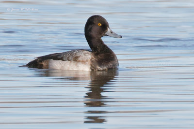 Lesser Scaup