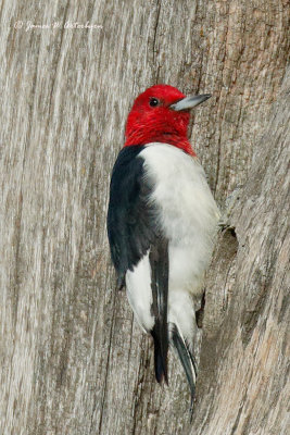 Red-headed Woodpecker
