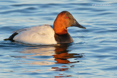 Canvasback