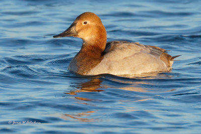 Canvasback