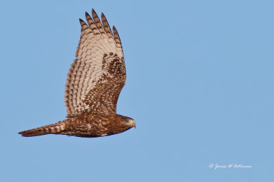 Red-tailed Hawk