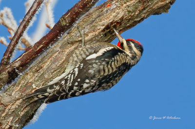 Yellow-bellied Sapsucker