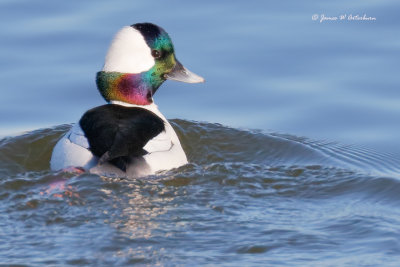 Bufflehead