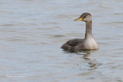 Red-necked Grebe