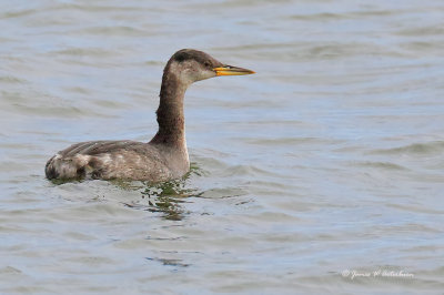 Red-necked Grebe