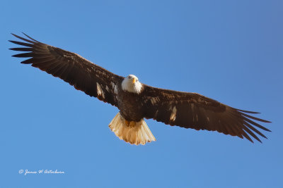 Bald Eagle