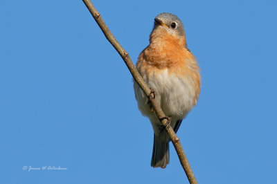 Eastern Bluebird