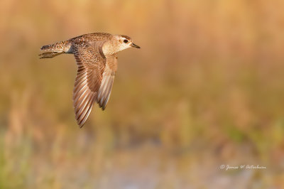 American Golden-Plover