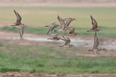 American Golden-Plover