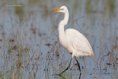 Great Egret