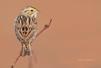 Savannah Sparrow