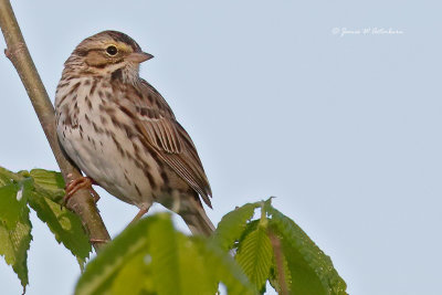 Savannah Sparrow