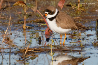 Semipalmated Plover