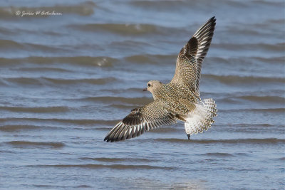 Black-bellied Plover