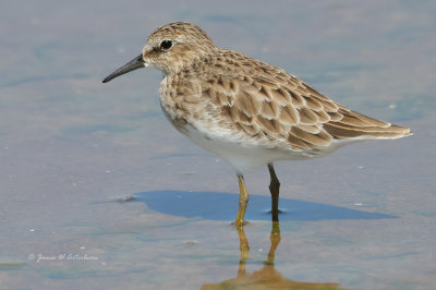 Least Sandpiper