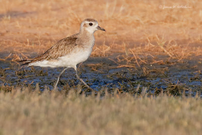 American Golden-Plover