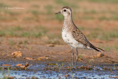 American Golden-Plover