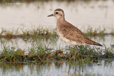 American Golden-Plover