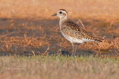 American Golden-Plover