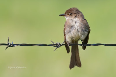 Eastern Phoebe