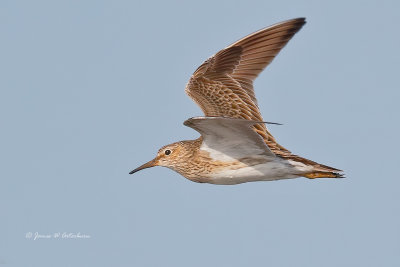 Pectoral Sandpiper