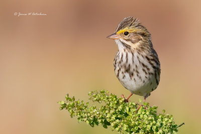 Savannah Sparrow